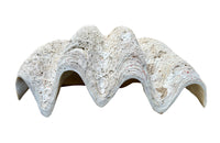 Giant antique clam shell ‘Tridacna Gigas’ from a private collection