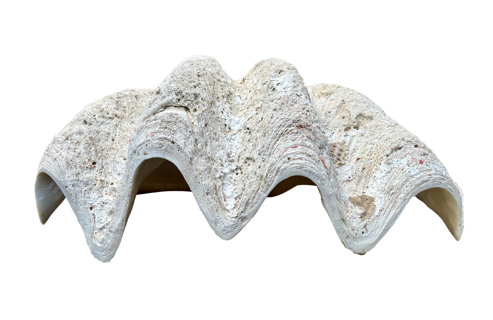 Giant antique clam shell ‘Tridacna Gigas’ from a private collection