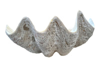 Giant antique clam shell ‘Tridacna Gigas’ from a private collection