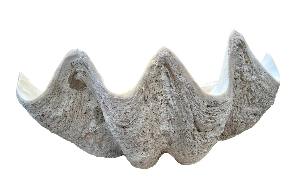 Giant antique clam shell ‘Tridacna Gigas’ from a private collection