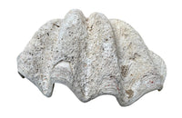 Giant antique clam shell ‘Tridacna Gigas’ from a private collection