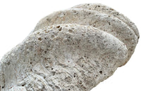 Giant antique clam shell ‘Tridacna Gigas’ from a private collection