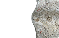 Giant antique clam shell ‘Tridacna Gigas’ from a private collection