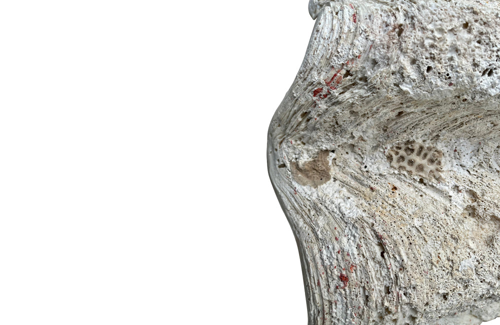 Giant antique clam shell ‘Tridacna Gigas’ from a private collection