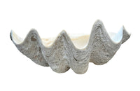Giant antique clam shell ‘Tridacna Gigas’ from a private collection