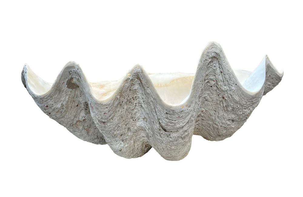 Giant antique clam shell ‘Tridacna Gigas’ from a private collection