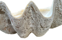 Giant antique clam shell ‘Tridacna Gigas’ from a private collection