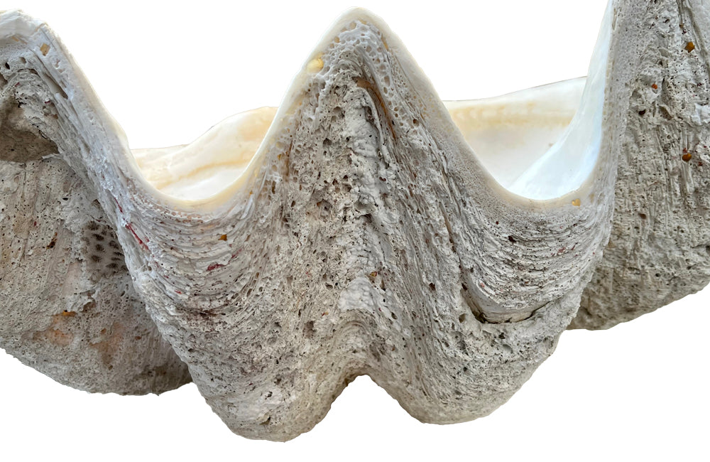 Giant antique clam shell ‘Tridacna Gigas’ from a private collection