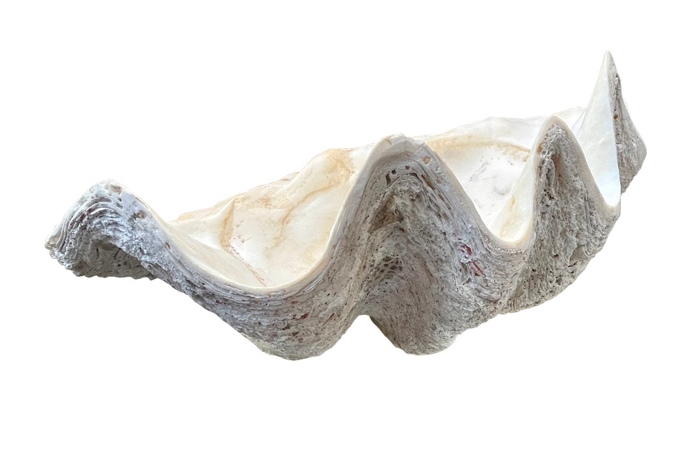 Giant antique clam shell ‘Tridacna Gigas’ from a private collection
