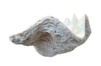 Giant antique clam shell ‘Tridacna Gigas’ from a private collection