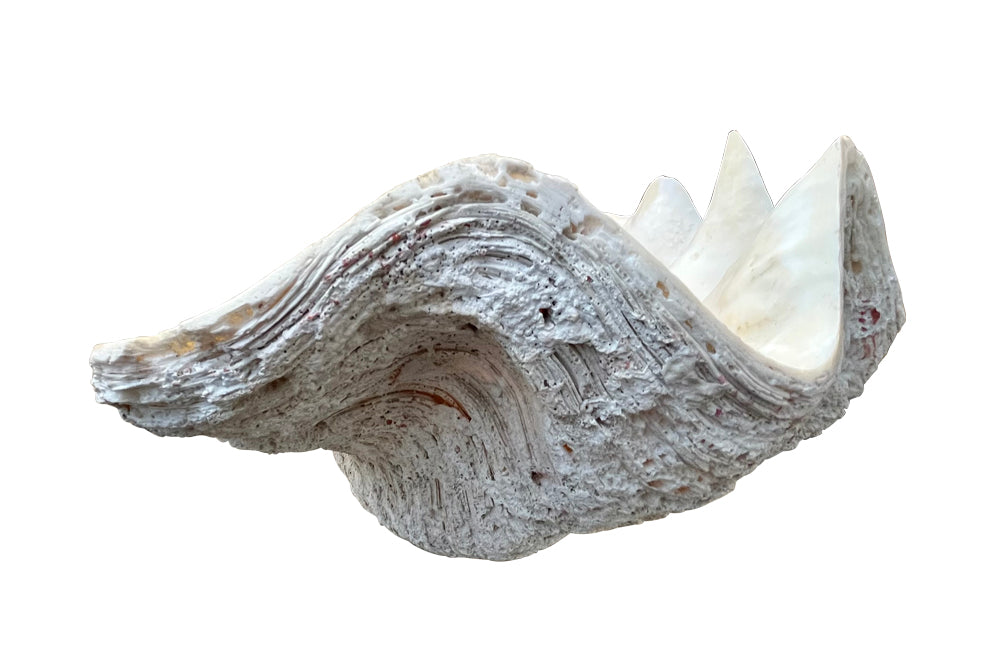 Giant antique clam shell ‘Tridacna Gigas’ from a private collection