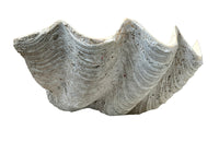Giant antique clam shell ‘Tridacna Gigas’ from a private collection.