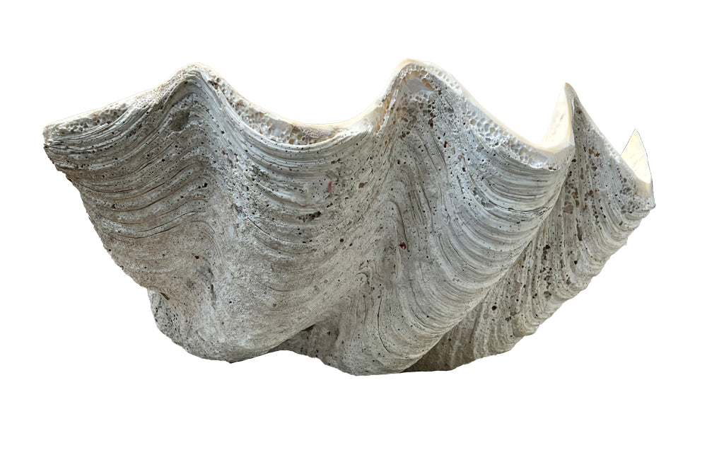 Giant antique clam shell ‘Tridacna Gigas’ from a private collection.