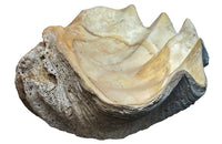 Giant antique clam shell ‘Tridacna Gigas’ from a private collection.