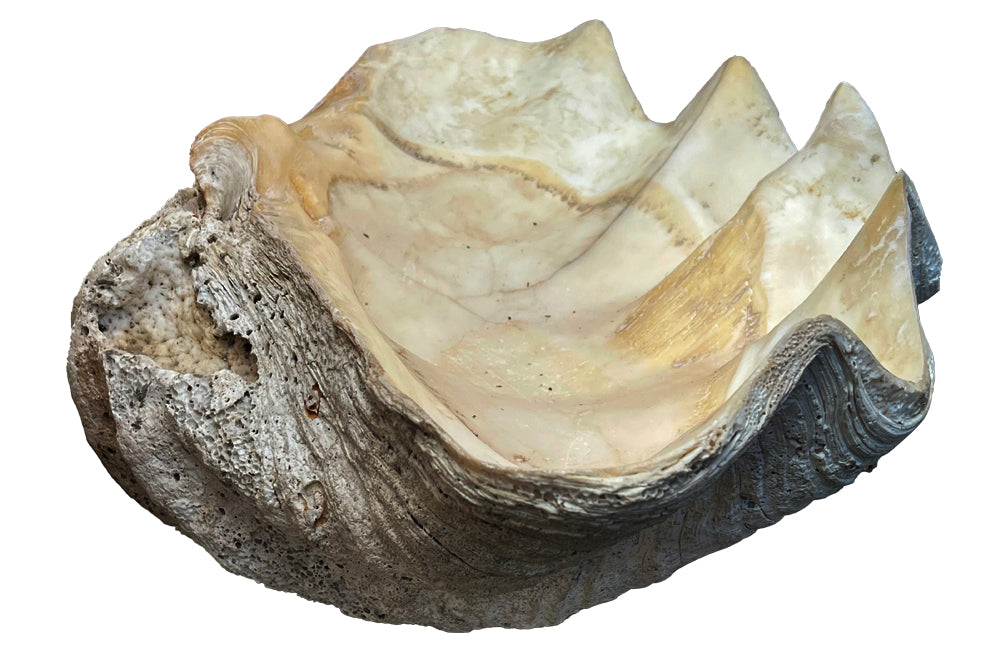 Giant antique clam shell ‘Tridacna Gigas’ from a private collection.