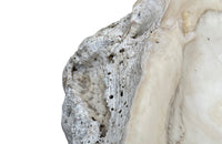 Giant antique clam shell ‘Tridacna Gigas’ from a private collection.