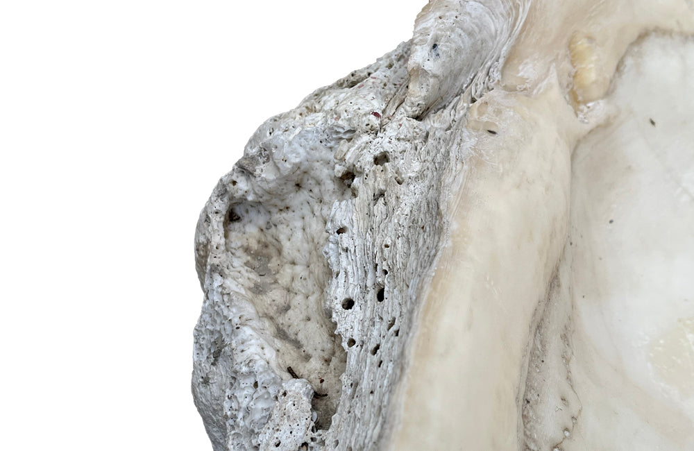 Giant antique clam shell ‘Tridacna Gigas’ from a private collection.