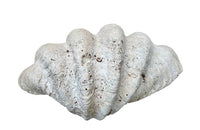 Giant antique clam shell ‘Tridacna Gigas’ from a private collection.