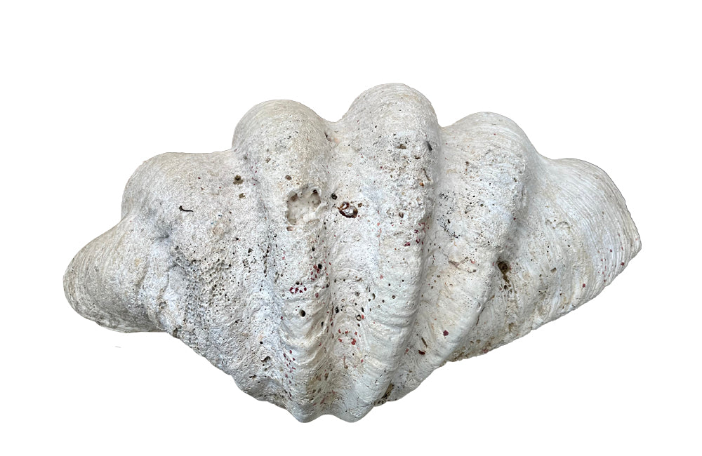 Giant antique clam shell ‘Tridacna Gigas’ from a private collection.
