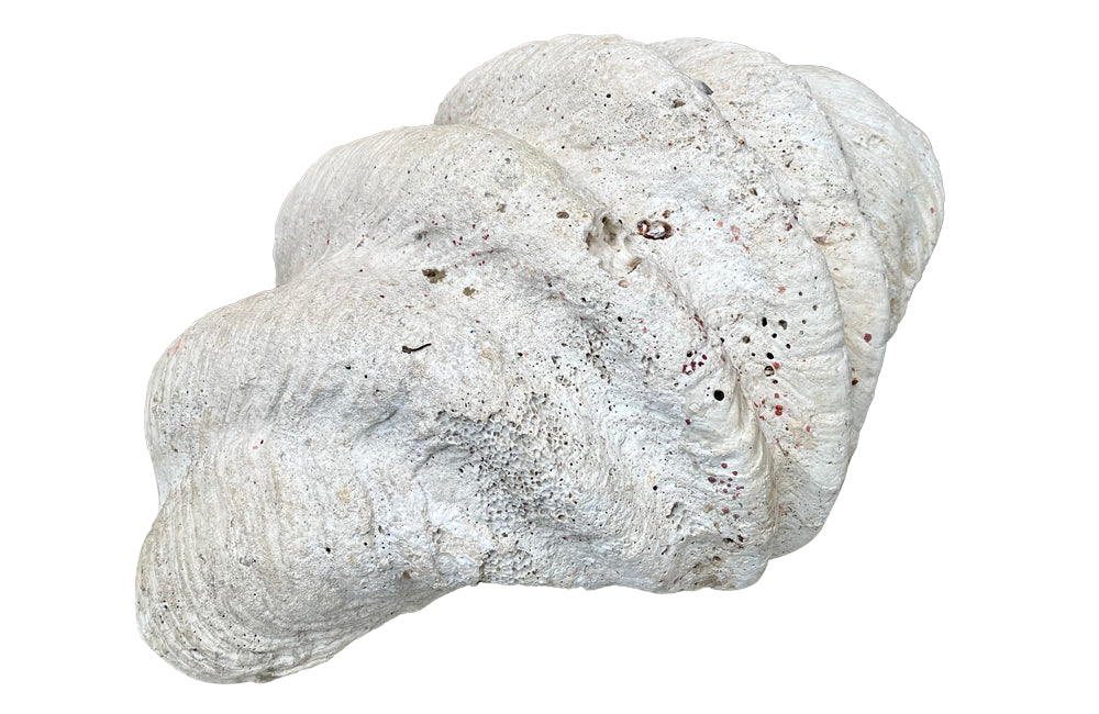 Giant antique clam shell ‘Tridacna Gigas’ from a private collection.