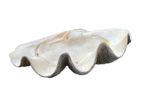 Giant antique clam shell ‘Tridacna Gigas’ from a private collection. With lovely patination, layering and fossilising - AD & PS Antiques
