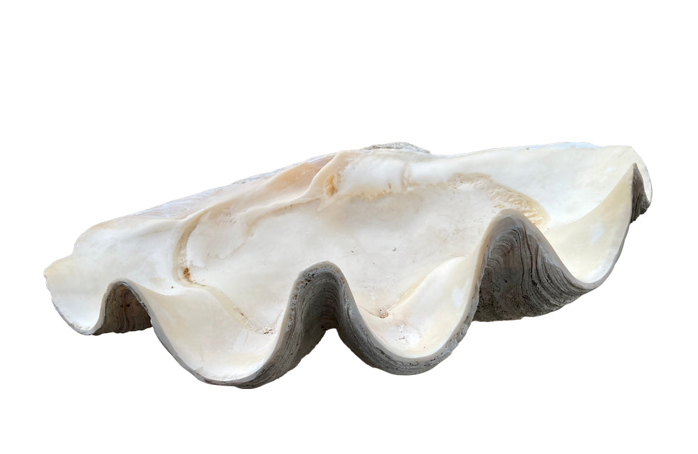 Giant antique clam shell ‘Tridacna Gigas’ from a private collection. With lovely patination, layering and fossilising - AD & PS Antiques