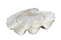 Giant antique clam shell ‘Tridacna Gigas’ from a private collection. With lovely patination, layering and fossilising - AD & PS Antiques