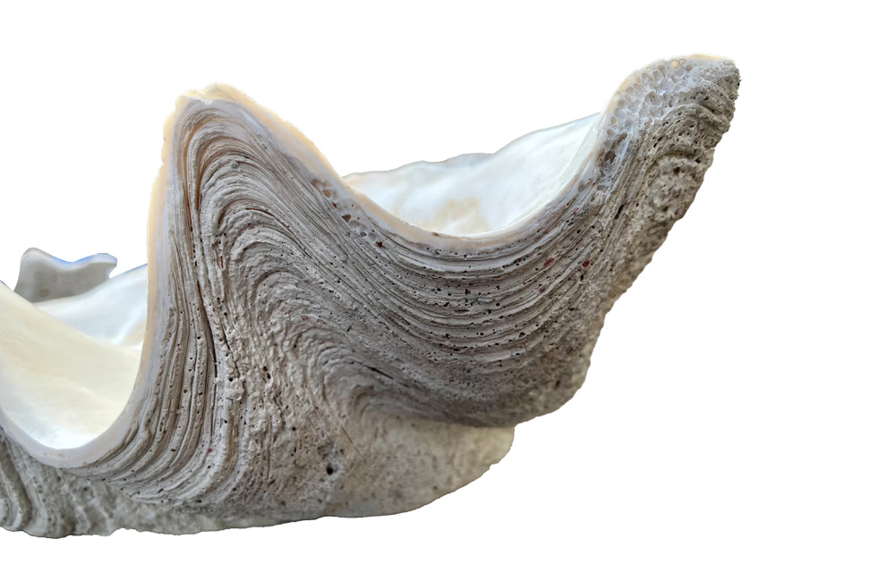 Giant antique clam shell ‘Tridacna Gigas’ from a private collection. With lovely patination, layering and fossilising - AD & PS Antiques
