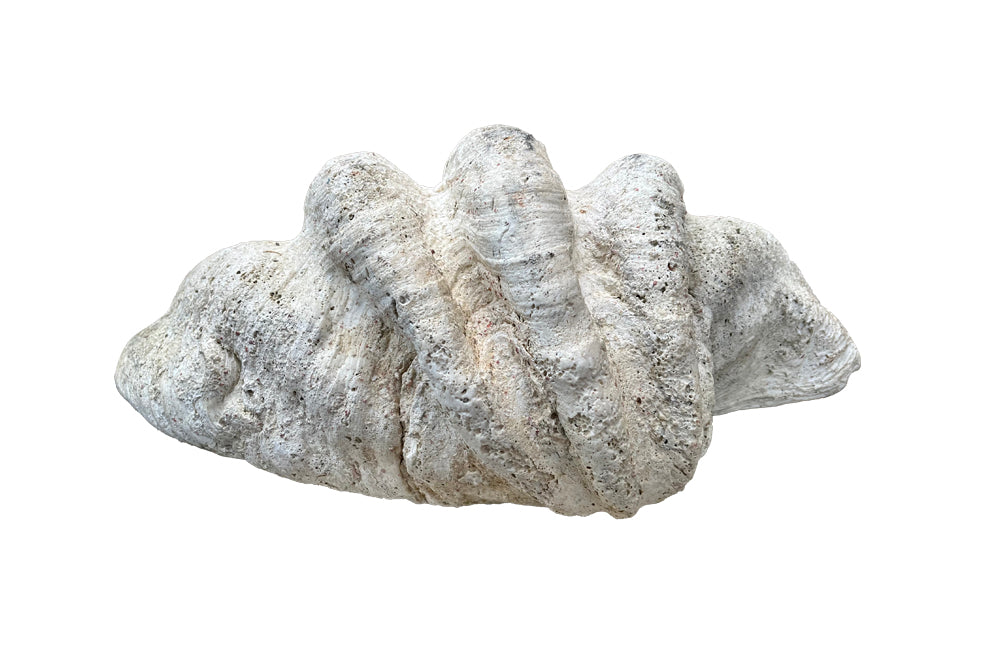 Giant antique clam shell ‘Tridacna Gigas’ from a private collection. With lovely patination, layering and fossilising - AD & PS Antiques