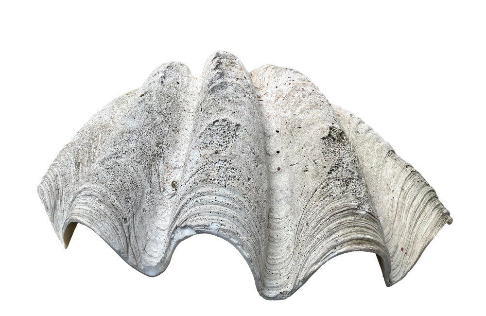 Giant antique clam shell ‘Tridacna Gigas’ from a private collection. With lovely patination, layering and fossilising - AD & PS Antiques