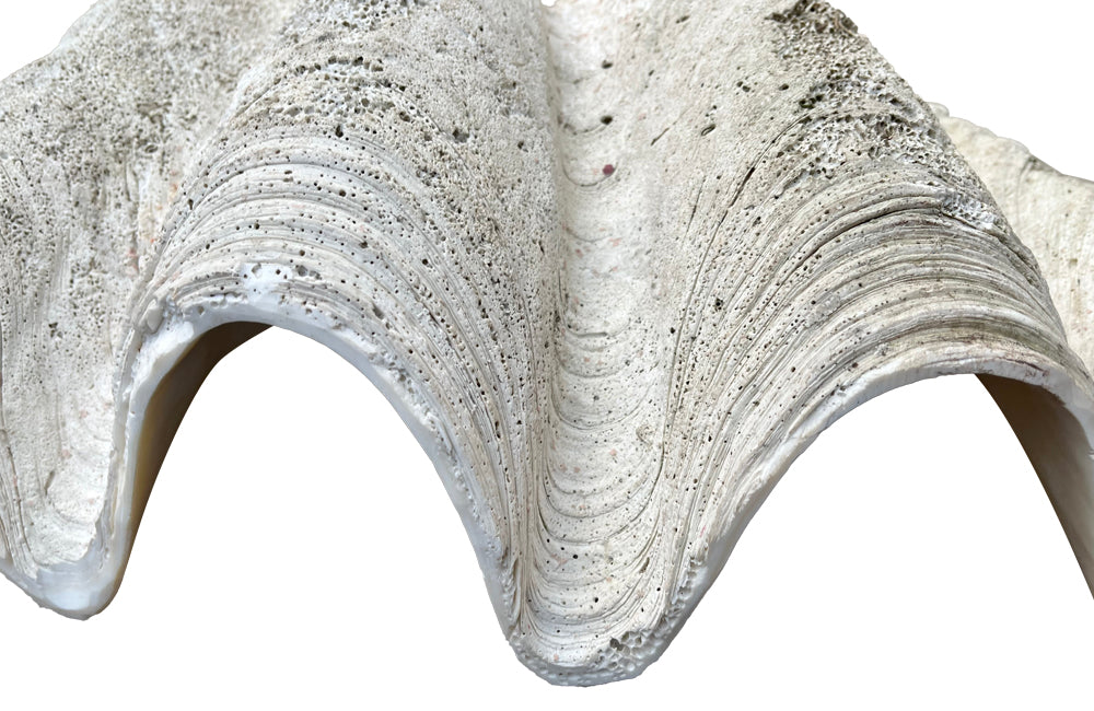 Giant antique clam shell ‘Tridacna Gigas’ from a private collection. With lovely patination, layering and fossilising - AD & PS Antiques