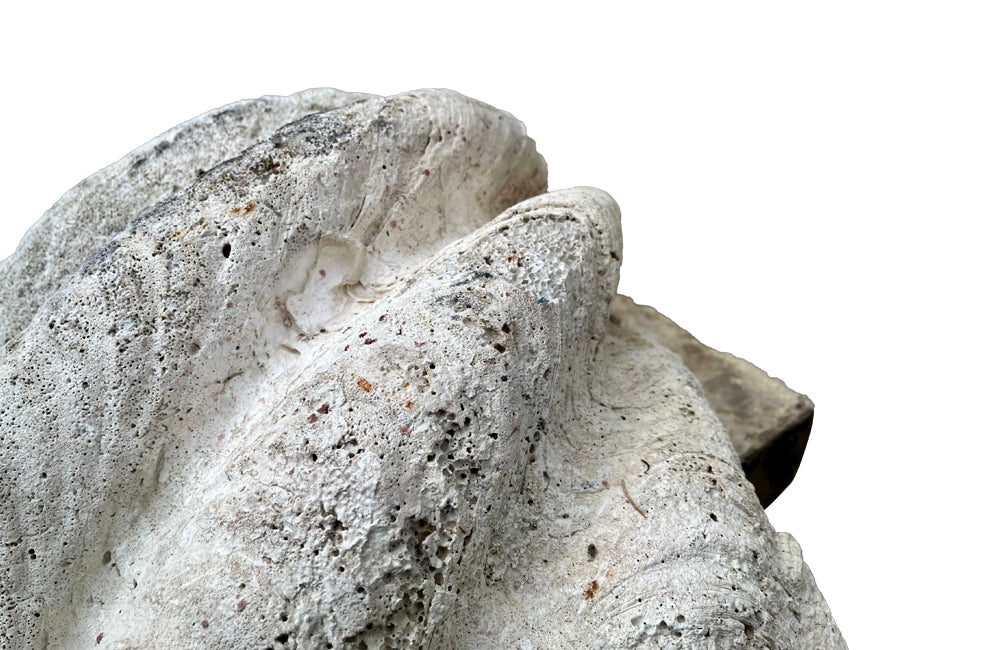 Giant antique clam shell ‘Tridacna Gigas’ from a private collection. With lovely patination, layering and fossilising - AD & PS Antiques