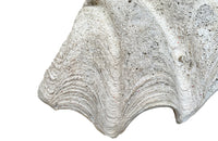Giant antique clam shell ‘Tridacna Gigas’ from a private collection. With lovely patination, layering and fossilising - AD & PS Antiques