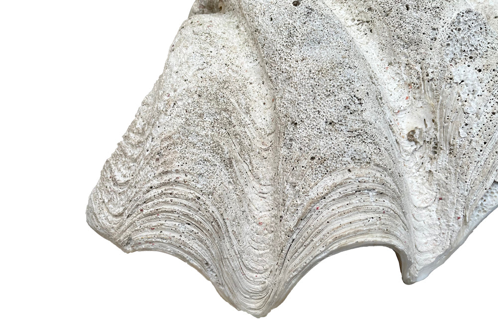 Giant antique clam shell ‘Tridacna Gigas’ from a private collection. With lovely patination, layering and fossilising - AD & PS Antiques