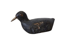OLD COOT DECOY
