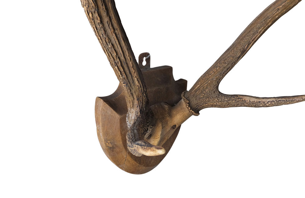 MOUNTED DEER ANTLERS