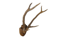 MOUNTED DEER ANTLERS
