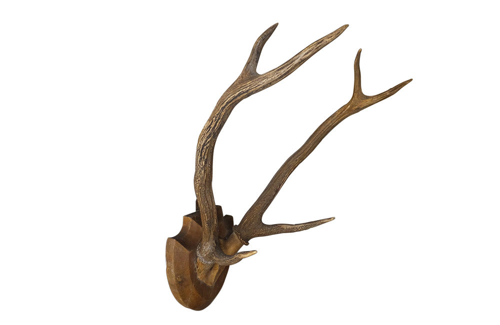 MOUNTED DEER ANTLERS