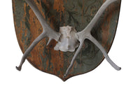 DECORATIVE ANTLER TROPHY