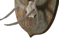 DECORATIVE ANTLER TROPHY