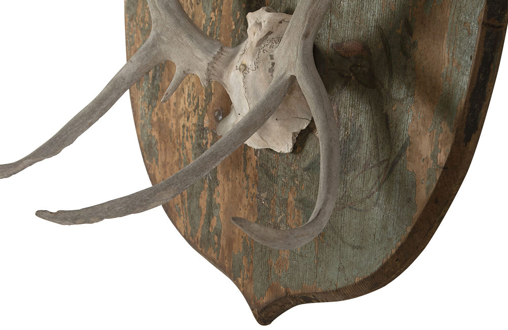 DECORATIVE ANTLER TROPHY