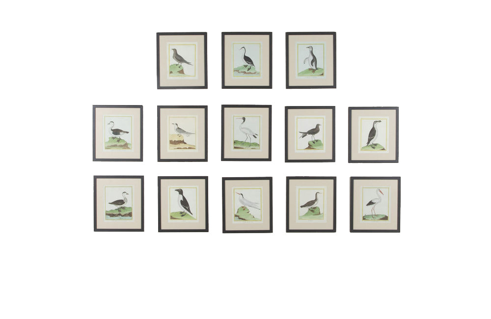 Collection of thirteen 18th Century French bird engravings by Francois Nicolas Martinet [1726-1804].