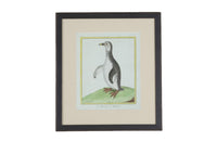 Collection of thirteen 18th Century French bird engravings by Francois Nicolas Martinet [1726-1804].