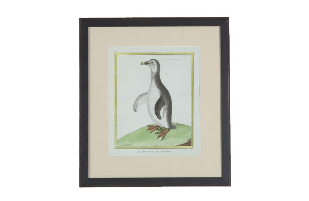 Collection of thirteen 18th Century French bird engravings by Francois Nicolas Martinet [1726-1804].