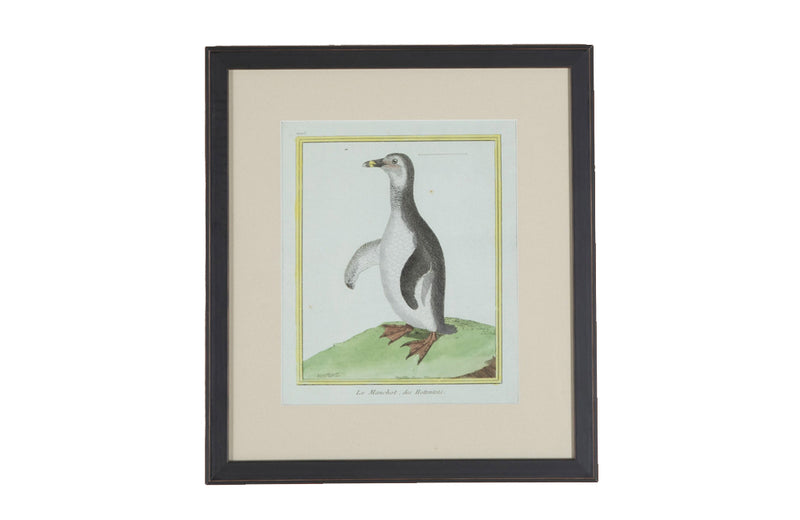 Collection of thirteen 18th Century French bird engravings by Francois Nicolas Martinet [1726-1804].