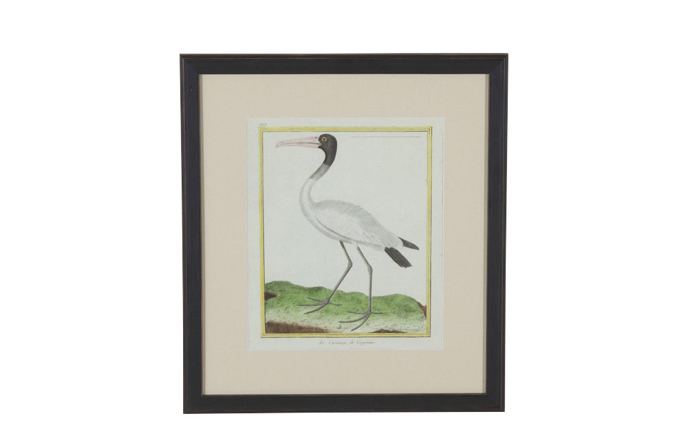 Collection of thirteen 18th Century French bird engravings by Francois Nicolas Martinet [1726-1804].