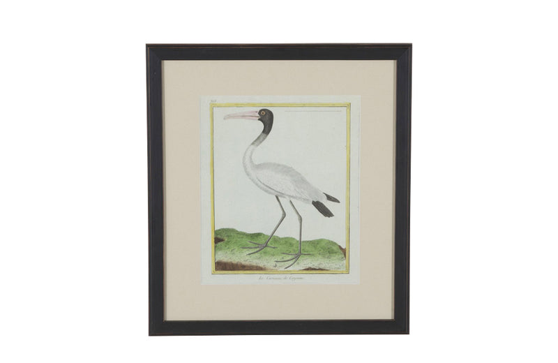 Collection of thirteen 18th Century French bird engravings by Francois Nicolas Martinet [1726-1804].