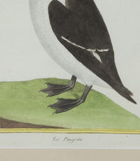 Collection of thirteen 18th Century French bird engravings by Francois Nicolas Martinet [1726-1804].