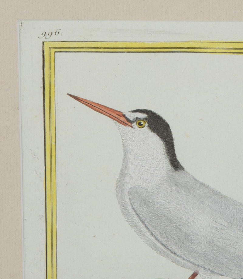 Collection of thirteen 18th Century French bird engravings by Francois Nicolas Martinet [1726-1804].