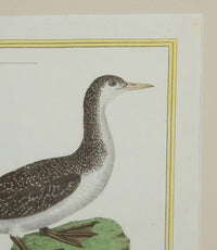 Collection of thirteen 18th Century French bird engravings by Francois Nicolas Martinet [1726-1804].